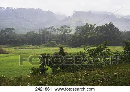 A tropical shower waters the arboretum; Kauai, Hawaii, United States of America View Large Photo Image Stock Image - A tropical shower waters the arboretum; Kauai, Hawaii, United States of America. Fotosearch