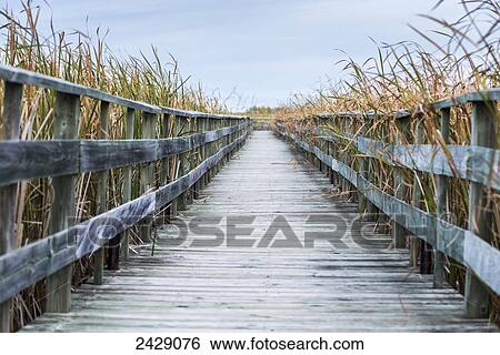 A weathered wooden boardwalk lined with tall grasses; Riverton, Manitoba, Canada View Large Photo Image Stock Photograph - A weathered wooden boardwalk lined with tall grasses; Riverton, Manitoba, Canada. Fotosearch