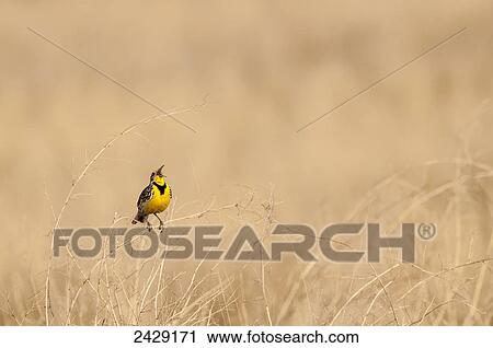 Stock Image - A Western Meadowlark (Sturnella neglecta) sings out, Badlands National Park; South Dakota, United States of America. Fotosearch