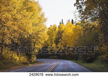 Stock Photo - A wet road lined with autumn coloured trees; Manitoba, Canada. Fotosearch
