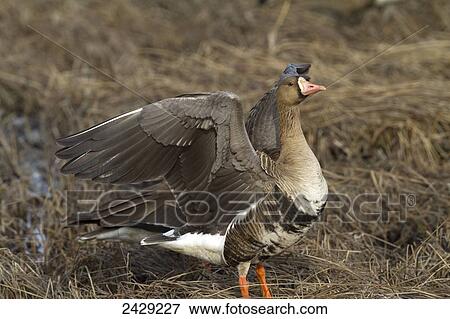 A White-fronted goose fluffs its feathers in a marsh near Palmer, Alaska during Spring, 2012. Waterfowl. Goose. Southcentral Alaska. View Large Photo Image Stock Photo - A White-fronted goose fluffs its feathers in a marsh near Palmer, Alaska during Spring, 2012. Waterfowl. Goose. Southcentral Alaska.. Fotosearch