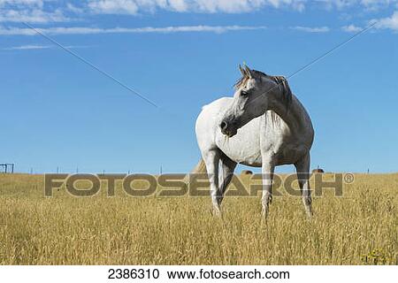 Stock Image - A white horse in a field of golden grass; Wyoming, United States of America. Fotosearch