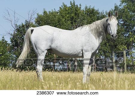 A white horse standing in a field of golden grass; Wyoming, United States of America View Large Photo Image Stock Photo - A white horse standing in a field of golden grass; Wyoming, United States of America. Fotosearch