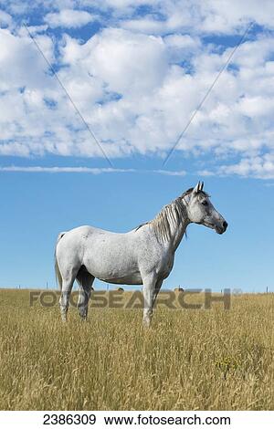 Stock Photo - A white horse standing in a field of golden grass; Wyoming, United States of America. Fotosearch