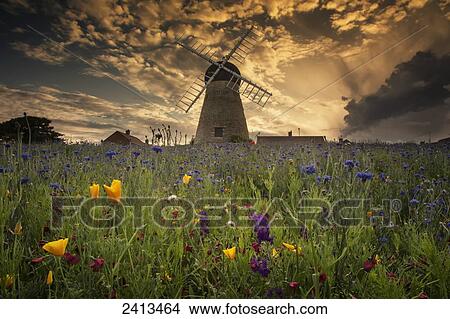 A windmill at sunset with colourful wildflowers in the foreground; Whitburn, Tyne and Wear, England View Large Photo Image Picture - A windmill at sunset with colourful wildflowers in the foreground; Whitburn, Tyne and Wear, England. Fotosearch