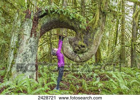 A woman looks up at an old growth seed tree in Cowichan Valley regional park on Vancouver Island; Duncan, British Columbia, Canada View Large Photo Image Stock Image - A woman looks up at an old growth seed tree in Cowichan Valley regional park on Vancouver Island; Duncan, British Columbia, Canada. Fotosearch