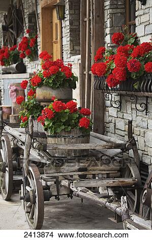 A wooden cart with barrels full of red flowers next to a stone building with full flower boxes; Lanserbach, Austria View Large Photo Image Picture - A wooden cart with barrels full of red flowers next to a stone building with full flower boxes; Lanserbach, Austria. Fotosearch
