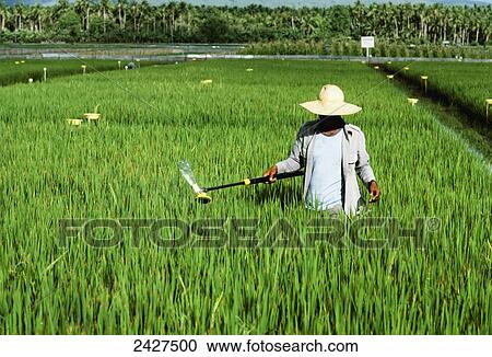 A worker applies chemicals to a mid growth rice field with a hand applicator; Philippines View Large Photo Image Stock Image - A worker applies chemicals to a mid growth rice field with a hand applicator; Philippines. Fotosearch