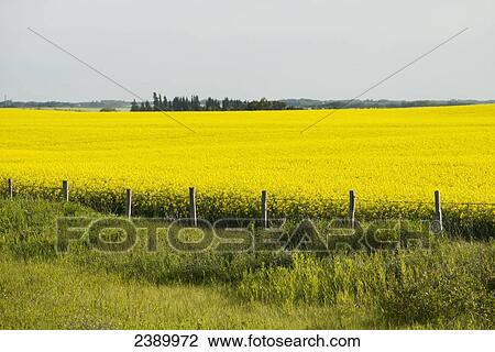 A yellow canola field; Erickson, Manitoba, Canada View Large Photo Image Stock Image - A yellow canola field; Erickson, Manitoba, Canada. Fotosearch