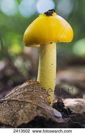 Stock Image - A yellow mushroom in the forest; Ontario, Canada. Fotosearch