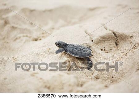 A young turtle crawling over the white sand; Barbados View Large Photo Image Stock Image - A young turtle crawling over the white sand; Barbados. Fotosearch