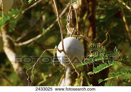Acacia tree, Komodo Island, Komodo National Park, East Nusa Tenggara, Indonesia View Large Photo Image Stock Photography - Acacia tree, Komodo Island, Komodo National Park, East Nusa Tenggara, Indonesia. Fotosearch