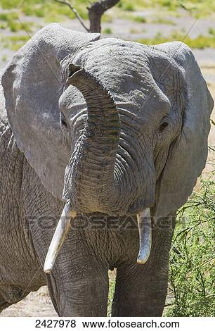 African elephant on the serengeti; Tanzania View Large Photo Image Stock Photo - African elephant on the serengeti; Tanzania. Fotosearch