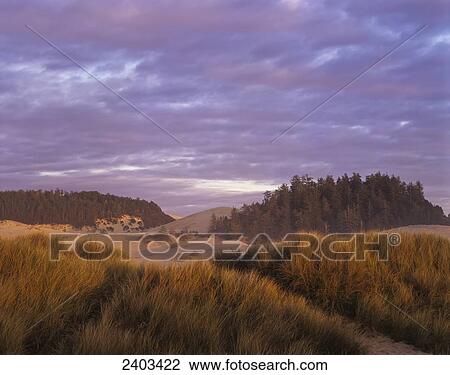 Afternoon light warms the Umpqua Dunes, Oregon Dunes National Recreation Area; Winchester Bay, Oregon, United States of America View Large Photo Image Stock Image - Afternoon light warms the Umpqua Dunes, Oregon Dunes National Recreation Area; Winchester Bay, Oregon, United States of America. Fotosearch