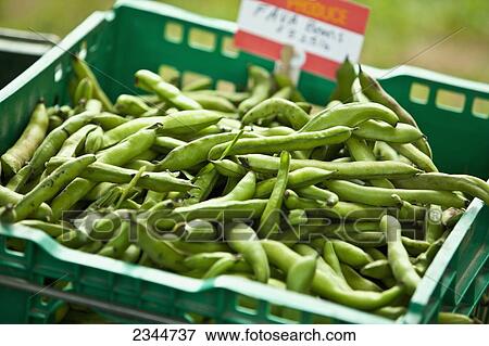 Stock Photo - Agriculture - A bin of Fava beans for sale at the Hope Street Farmers Market / Providence, Rhode Island, USA.. Fotosearch