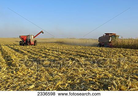 Agriculture - A combine harvests a crop of grain corn in a large grain field, with a grain cart running alongside nearby / Iowa, USA. View Large Photo Image Stock Photo - Agriculture - A combine harvests a crop of grain corn in a large grain field, with a grain cart running alongside nearby / Iowa, USA.. Fotosearch