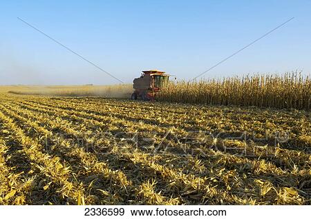 Stock Photo - Agriculture - A combine harvests a crop of grain corn in Autumn / Iowa, USA.. Fotosearch