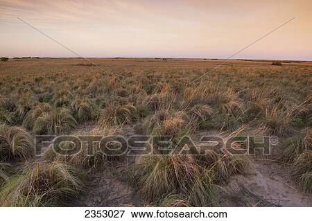 Stock Photo - Agriculture - A Conservation Reserve Program (CRP) field. The Conservation Reserve Program is a voluntary program where landowners enroll in contracts to take highly erodible or environmentally sensitive lands out of agricultural production / Childress Co. Fotosearch