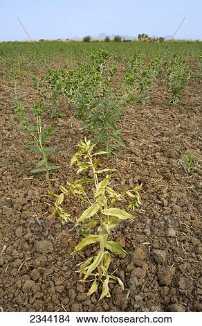Picture - Agriculture - A dryland safflower crop that was dependent on spring rain that didnt arrive for germination suffers from drought. The crop will grow with minimal water, but there will be far fewer plants and heavy yield losses / near Yuba City, California. Fotosearch