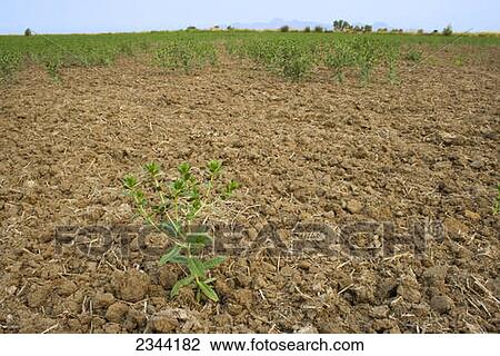 Agriculture - A dryland safflower crop that was dependent on spring rain that didnt arrive for germination suffers from drought. The crop will grow with minimal water, but there will be far fewer plants and heavy yield losses / near Yuba City, California View Large Photo Image Stock Image - Agriculture - A dryland safflower crop that was dependent on spring rain that didnt arrive for germination suffers from drought. The crop will grow with minimal water, but there will be far fewer plants and heavy yield losses / near Yuba City, California. Fotosearch