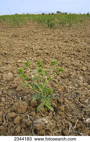 Stock Image - Agriculture - A dryland safflower crop that was dependent on spring rain that didnt arrive for germination suffers from drought. The crop will grow with minimal water, but there will be far fewer plants and heavy yield losses / near Yuba City, California. Fotosearch