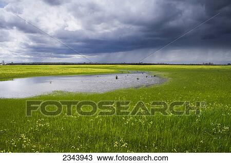 Agriculture - A fallow field in early spring flooded by excessive rain with a storm in the distance / near Corning, Tehama County, Northern California, USA. View Large Photo Image Stock Image - Agriculture - A fallow field in early spring flooded by excessive rain with a storm in the distance / near Corning, Tehama County, Northern California, USA.. Fotosearch