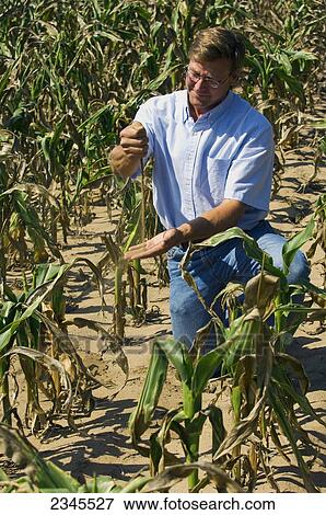 Stock Photo - Agriculture - A farmer checks the dryness of the soil while inspecting his drought stricken mid growth grain corn crop / near Hoffman, Minnesota, USA.. Fotosearch
