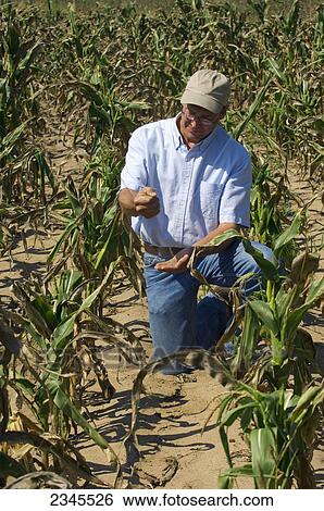 Agriculture - A farmer checks the dryness of the soil while inspecting his drought stricken mid growth grain corn crop / near Hoffman, Minnesota, USA. View Large Photo Image Stock Photograph - Agriculture - A farmer checks the dryness of the soil while inspecting his drought stricken mid growth grain corn crop / near Hoffman, Minnesota, USA.. Fotosearch