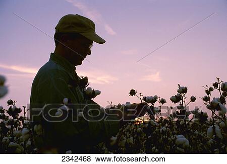 Stock Photo - Agriculture - A farmer / grower inspects his mature cotton crop prior to harvest at sunset / Arkansas, USA.. Fotosearch