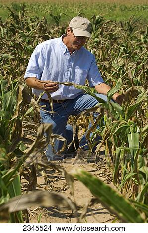 Agriculture - A farmer inspects his drought stricken mid growth grain corn crop / near Hoffman, Minnesota, USA. View Large Photo Image Picture - Agriculture - A farmer inspects his drought stricken mid growth grain corn crop / near Hoffman, Minnesota, USA.. Fotosearch