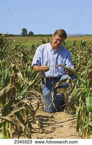 Agriculture - A farmer inspects his drought stricken mid growth grain corn crop / near Hoffman, Minnesota, USA. View Large Photo Image Stock Image - Agriculture - A farmer inspects his drought stricken mid growth grain corn crop / near Hoffman, Minnesota, USA.. Fotosearch