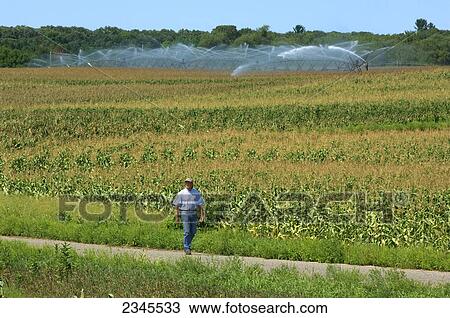 Agriculture - A farmer walks along a farm road inspecting his mid growth grain corn crop while a center pivot irrigation system operates in the background / near Hoffman, Minnesota, USA. View Large Photo Image Stock Image - Agriculture - A farmer walks along a farm road inspecting his mid growth grain corn crop while a center pivot irrigation system operates in the background / near Hoffman, Minnesota, USA.. Fotosearch