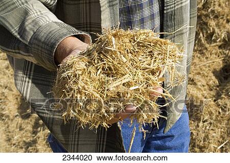 Agriculture - A farmer with a handful of harvested rice straw, a biomass crop to be used as a biofuel. In the past rice straw was burned in the field, but due to environmental concerns it is now harvested for multiple uses / near Grimes, Northern Californ View Large Photo Image Stock Image - Agriculture - A farmer with a handful of harvested rice straw, a biomass crop to be used as a biofuel. In the past rice straw was burned in the field, but due to environmental concerns it is now harvested for multiple uses / near Grimes, Northern Californ. Fotosearch