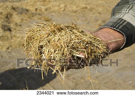 Stock Image - Agriculture - A farmer with a handful of harvested rice straw, a biomass crop to be used as a biofuel. In the past rice straw was burned in the field, but due to environmental concerns it is now harvested for multiple uses / near Grimes, Northern Californ. Fotosearch