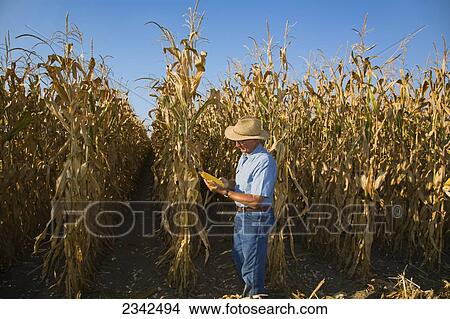 Agriculture - A farmer/grower checks the quality of an ear of mature grain corn in a partially harvested field / Southeast Missouri, USA. View Large Photo Image Picture - Agriculture - A farmer/grower checks the quality of an ear of mature grain corn in a partially harvested field / Southeast Missouri, USA.. Fotosearch