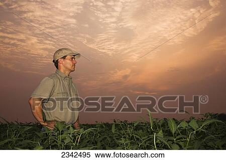 Agriculture - A farmer/grower surveys his mid growth soybean crop at sunrise / Northeast Arkansas, USA. View Large Photo Image Stock Photography - Agriculture - A farmer/grower surveys his mid growth soybean crop at sunrise / Northeast Arkansas, USA.. Fotosearch