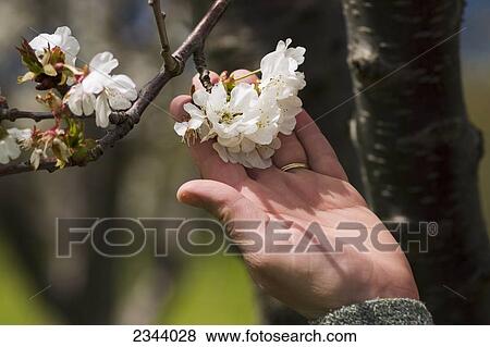 Agriculture - A farmers hand hold a cluster of cherry blossoms in spring / near Corning, Tehama County, Northern California, USA. View Large Photo Image Stock Photo - Agriculture - A farmers hand hold a cluster of cherry blossoms in spring / near Corning, Tehama County, Northern California, USA.. Fotosearch