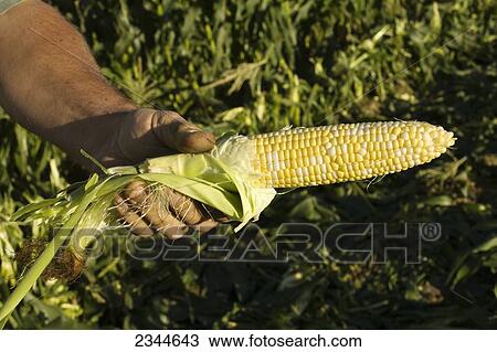 Agriculture - A farmers hand holds an ear of mature bi-colored sweet corn with the husk removed at a local family produce farm / Little Compton, Rhode Island, USA. View Large Photo Image Stock Image - Agriculture - A farmers hand holds an ear of mature bi-colored sweet corn with the husk removed at a local family produce farm / Little Compton, Rhode Island, USA.. Fotosearch