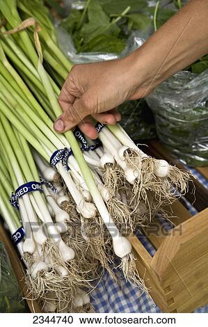 Stock Image - Agriculture - A farmers hand with organic green onions (scallions) at an outdoor farmers market / Newport, Rhode Island, USA.. Fotosearch