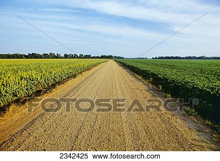 Agriculture - A gravel country road passes between fields of grain sorghum (l) and soybeans (r) in morning light / Tennessee, USA. View Large Photo Image Stock Photography - Agriculture - A gravel country road passes between fields of grain sorghum (l) and soybeans (r) in morning light / Tennessee, USA.. Fotosearch