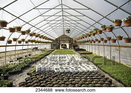 Agriculture - A greenhouse with Fresh Market tomato and basil plant seedlings, and pots of spring annual flowers hanging above at a local family produce farm / Little Compton, Rhode Island, USA. View Large Photo Image Stock Photo - Agriculture - A greenhouse with Fresh Market tomato and basil plant seedlings, and pots of spring annual flowers hanging above at a local family produce farm / Little Compton, Rhode Island, USA.. Fotosearch