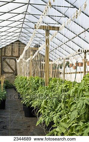 Stock Photo - Agriculture - A greenhouse with Fresh Market tomato plants in various growth stages supported by a twine and a cable system, and pots of spring annual flowers hanging above at a local family produce farm / Little Compton, Rhode Island, USA.. Fotosearch