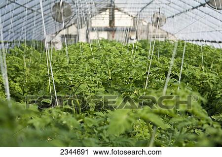 Agriculture - A greenhouse with mature Fresh Market tomato plants supported by a twine and a cable system at a local family produce farm / Little Compton, Rhode Island, USA. View Large Photo Image Stock Image - Agriculture - A greenhouse with mature Fresh Market tomato plants supported by a twine and a cable system at a local family produce farm / Little Compton, Rhode Island, USA.. Fotosearch