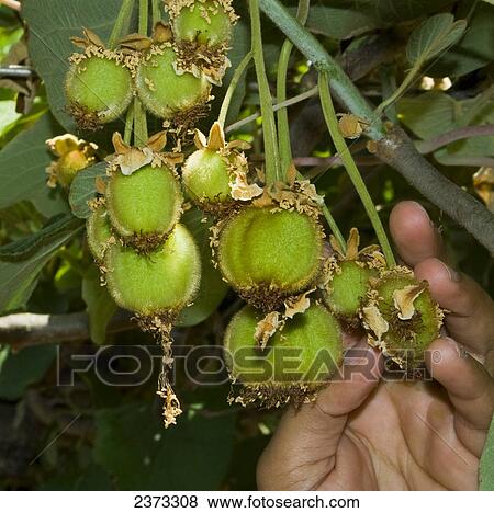 Stock Photo - Agriculture - A growers hand with a cluster of immature kiwifruit / Gridley, California, USA.. Fotosearch