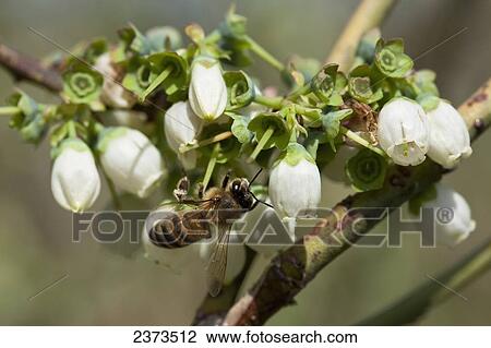 Agriculture - A honey bee pollinates a blueberry blossom / Arkansas, USA. View Large Photo Image Stock Image - Agriculture - A honey bee pollinates a blueberry blossom / Arkansas, USA.. Fotosearch