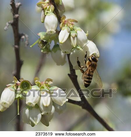 Agriculture - A honey bee pollinates a blueberry blossom / Arkansas, USA. View Large Photo Image Stock Photo - Agriculture - A honey bee pollinates a blueberry blossom / Arkansas, USA.. Fotosearch