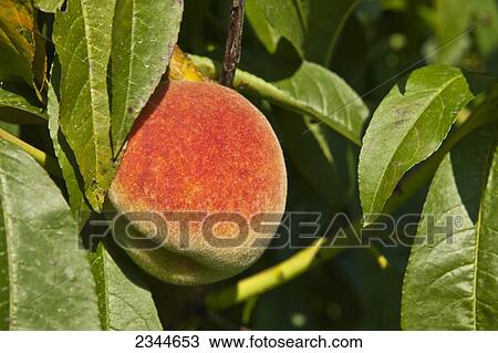 Agriculture - A mature peach on the tree ready for harvest at a local family produce farm / Little Compton, Rhode Island, USA. View Large Photo Image Stock Image - Agriculture - A mature peach on the tree ready for harvest at a local family produce farm / Little Compton, Rhode Island, USA.. Fotosearch