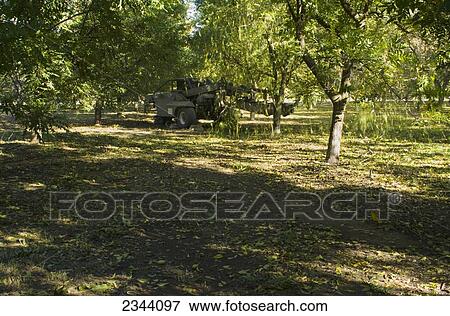 Stock Photo - Agriculture - A mechanical shaker shakes pecans from the trees during the harvest in Autumn / near Corning, Tehama County, Northern California, USA.. Fotosearch