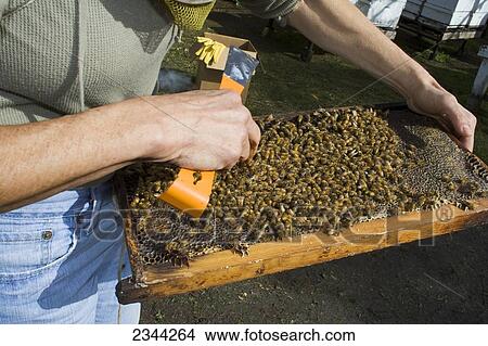 Agriculture - A researcher inspects honey bee (Apis mellinera) hives to determine the health of the hive / Orland, California, USA. View Large Photo Image Picture - Agriculture - A researcher inspects honey bee (Apis mellinera) hives to determine the health of the hive / Orland, California, USA.. Fotosearch