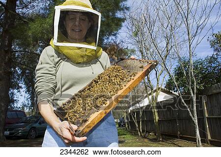 Stock Image - Agriculture - A researcher inspects honey bee (Apis mellinera) hives to determine the health of the hive / Orland, California, USA.. Fotosearch